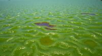 algae blooms in water