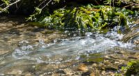 phosphates significance varies