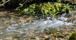 phosphates significance varies