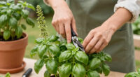 Bolting basil: Why basil bolts and what to do about it