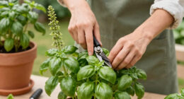 Bolting basil: Why basil bolts and what to do about it