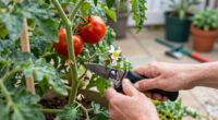 This Handy Thumb Knife Is Perfect for Pruning Tomato Suckers & Deadheading Faded Blooms – and It Only Costs $10!