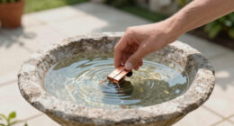 A Heatwave Can Spoil Bird Bath Water Fast – This Simple Copper Trick Keeps It Fresher for Longer