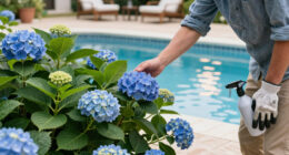 Are Your Hydrangeas Dying From The Heat Or Just Done Blooming? How To Keep Shrubs Looking Lush All Summer