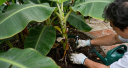 Bananas Sprout In Rayleigh Garden UK After 15 Years