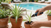 How to propagate spider plants