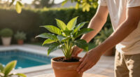 How To Transition Your Jade Plant Outdoors In Summer (Without Sunburn) – Plus 4 Other Essential July Tips