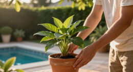 How To Transition Your Jade Plant Outdoors In Summer (Without Sunburn) – Plus 4 Other Essential July Tips