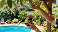 3 Beautiful Backyard Birds That Eat Wasps – And How To Attract Them To Your Yard