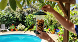 3 Beautiful Backyard Birds That Eat Wasps – And How To Attract Them To Your Yard