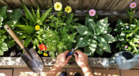 6 Pretty Perennials That Look Better When I Stop Tidying Them And Let Them Go A Little Wild