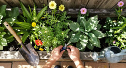 6 Pretty Perennials That Look Better When I Stop Tidying Them And Let Them Go A Little Wild