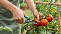 How To Prune Tomatoes For Healthier Plants & Bigger Harvests – What Experts Want You To Know Before You Pick Up The Pruners