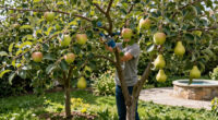 These 6 Fruit Trees Thrive On Neglect – For A Lush, Stress-Free Bounty You Can Enjoy Even In A Small Yard