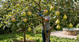 These 6 Fruit Trees Thrive On Neglect – For A Lush, Stress-Free Bounty You Can Enjoy Even In A Small Yard
