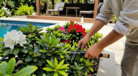 If Hydrangeas And Blueberries Thrive In Your Soil, Plant These 5 Acid-Lovers In September For Vibrant Blooms & Berries Next Year