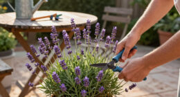 Pruning Lavender In Fall? 3 Risky Cuts To Avoid – And The Cheeky Cut That Works