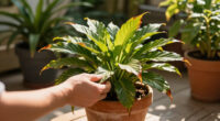 Why Is My Peace Lily Flower Turning Brown? 6 Reasons It Happens And How To Keep Blooms Looking Fresh