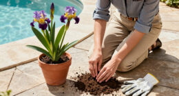 How To Grow And Care For Walking Iris (Trimezia)