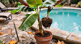 How To Overwinter Banana Plants