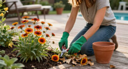 How To Prepare Blanket Flowers (Gaillardia) For Winter
