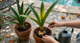 What To Do With Amaryllis In October – Get These 6 Things Right For Gorgeous Holiday Blooms