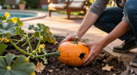 Why Your Winter Squash Is Rotting From The Bottom In October – And How To Save The Rest Of Your Harvest